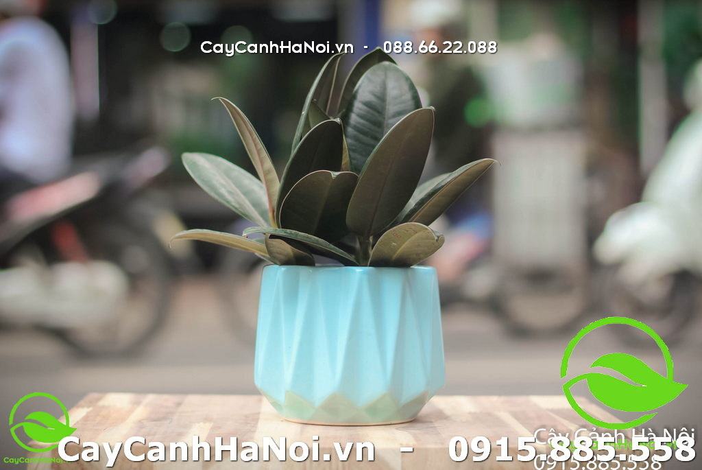 Cây đa búp đỏ thanh lọc không khí rất tốt