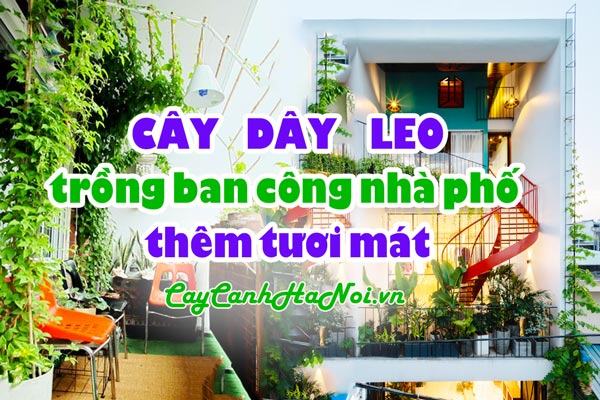 Cây dây leo trồng ban công nhà phố