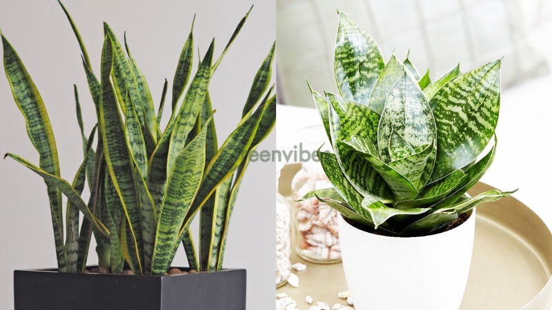cay-de-ban-chong-buc-xa-may-tinh-2 Cây lưỡi hổ - Cây để bàn chống bức xạ máy tính
