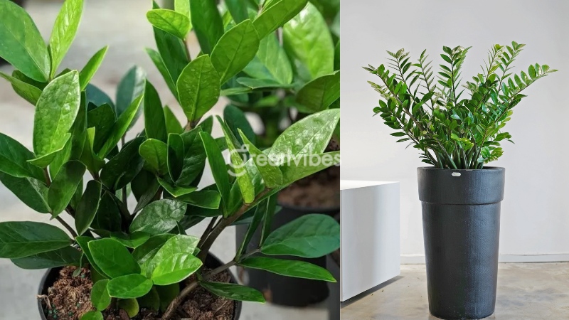 cay-de-ban-chong-buc-xa-may-tinh-3 Cây kim tiền sở hữu khả năng chống bức xạ máy tính