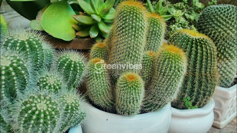 cay-de-ban-chong-buc-xa-may-tinh-4 Cây xương rồng