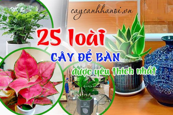 Cây để bàn được yêu thich