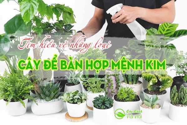 Cây để bàn hợp mệnh Kim