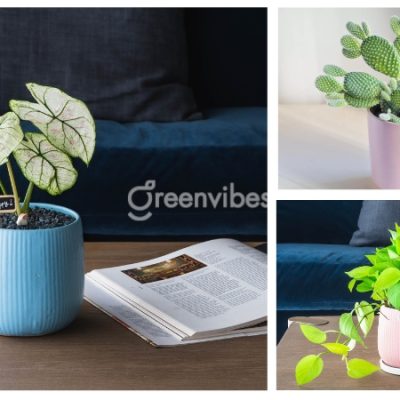 [Bật mí] Top 10 cây để bàn làm việc hợp mệnh Hỏa chiêu tài cầu lộc