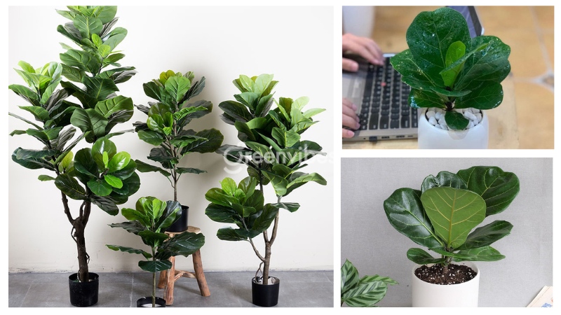 Cây cảnh để bàn cho người mệnh Hỏa Bàng Singapore giúp người mệnh Hỏa thuận lợi trên con đường công danh