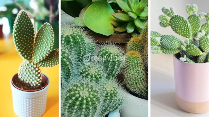 Cây để bàn cho người mệnh Hỏa Cây xương rồng đại diện cho lòng tin, sự kiên cường