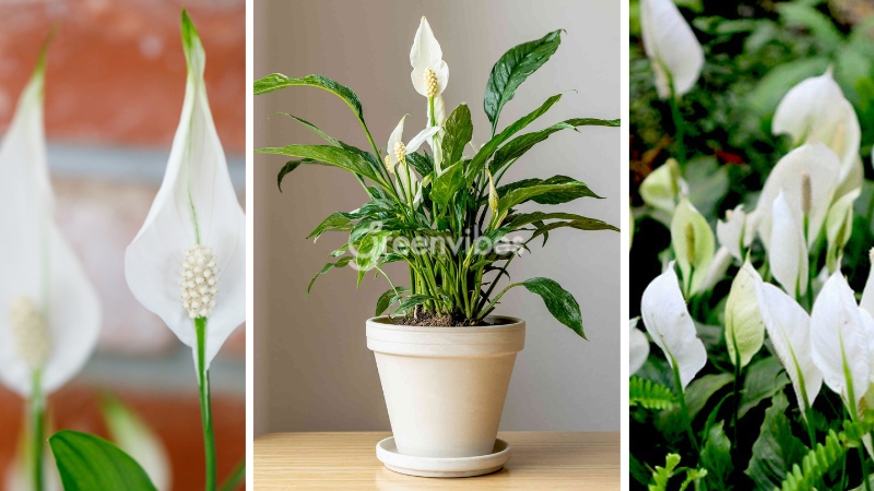 Cây để bàn hợp mệnh hỏa Người mệnh Hỏa không thích hợp với cây lan ý