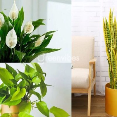 cay-de-ban-lam-viec-hop-menh-kim-1-400x400-2 Top 10+ cây để bàn làm việc hợp mệnh Kim tăng vượng khí, vận may