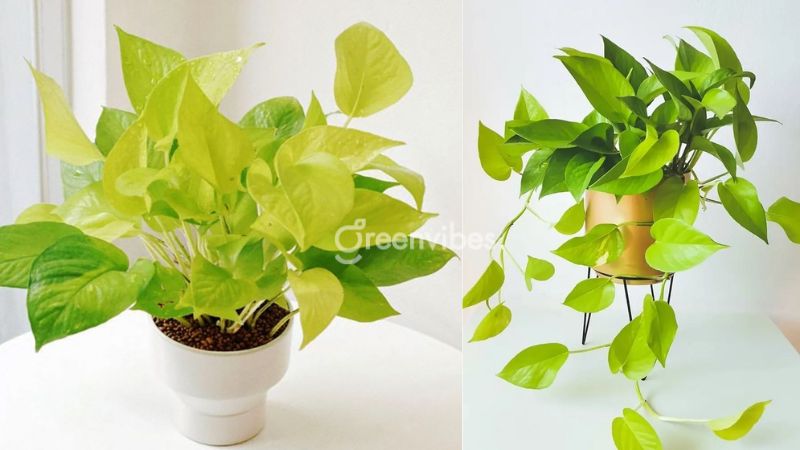 Cây trầu bà vàng - Cây để bàn làm việc hợp mệnh kim