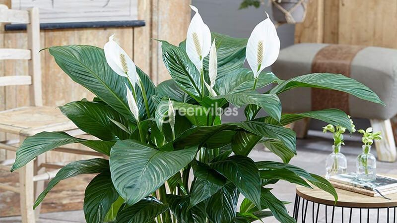 Cây lan ý mang tài lộc đến cho người mệnh Kim