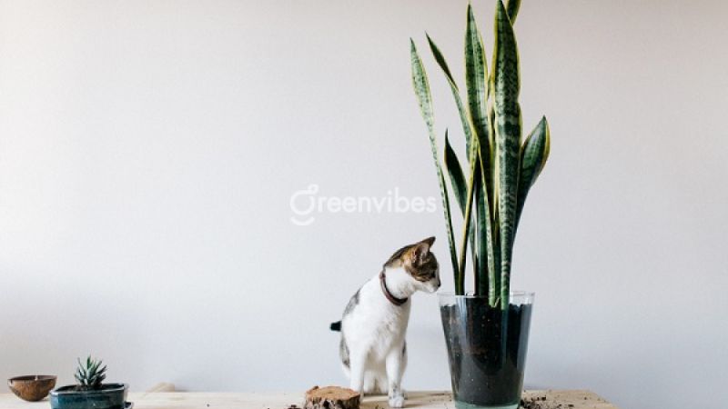 Cây lưỡi hổ giúp gia chủ may mắn, thành công, vận thế tốt