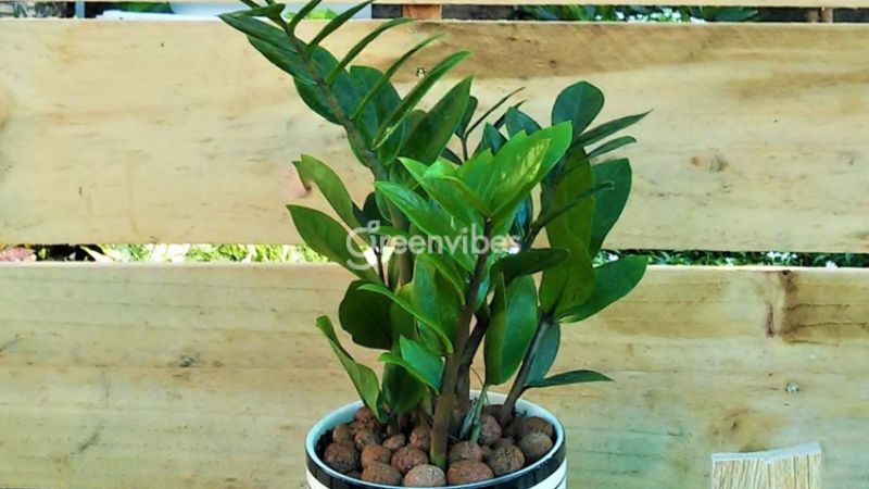 Cây kim tiền hợp phong thủy người mệnh Kim