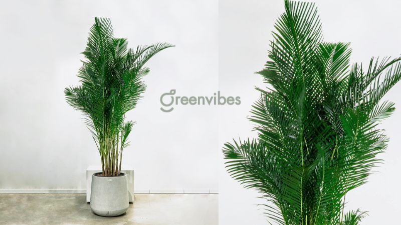 Cây cau Nhật được giới chơi cây cực yêu thích