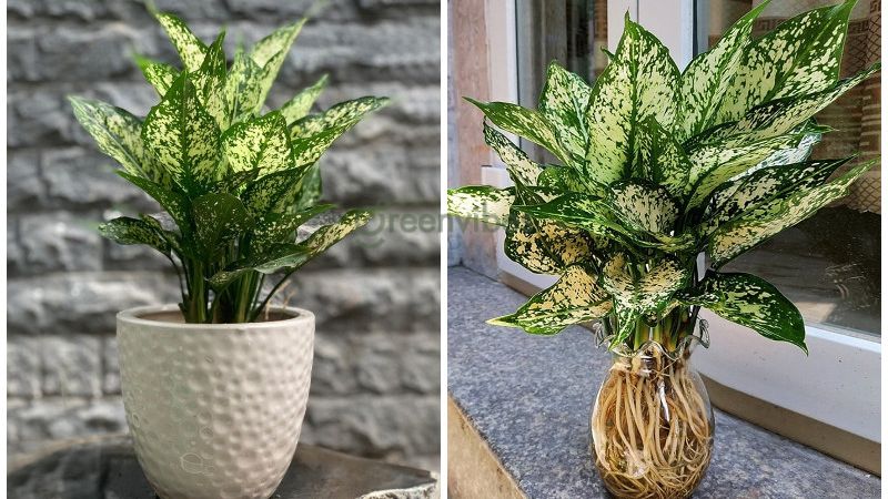 Chọn cây ngọc ngân làm cây cảnh để bàn làm việc