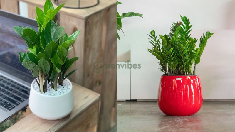 Chậu cây kim tiền - Cây để bàn làm việc hợp mệnh Mộc