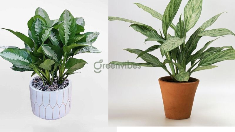 Chậu cây ngân hậu mang đến tài lộc cho người mệnh Mộc