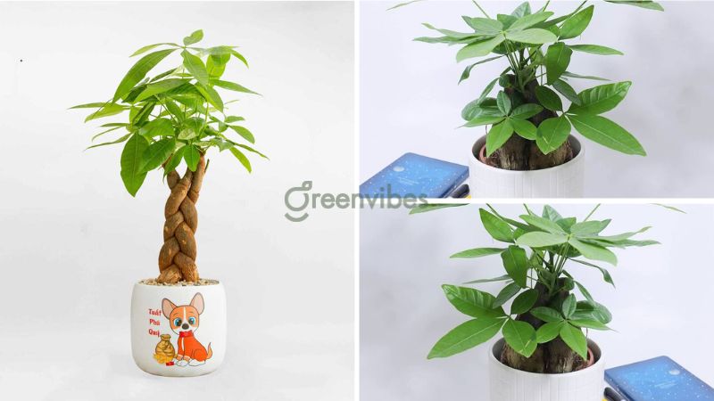 Cây kim ngân - Cây để bàn làm việc hợp mệnh Mộc