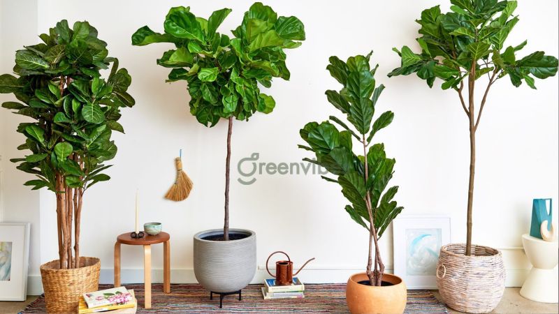 Chậu cây bàng Singapore hợp mệnh Mộc