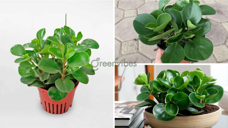 Chậu cây trường sinh đẹp cho không gian làm việc