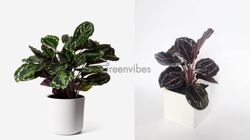 Cây đuôi công tím để bàn