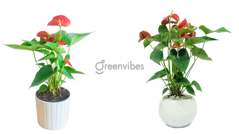 Cây tiểu hồng môn để bàn