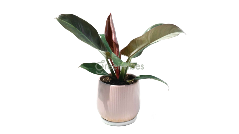 Cây trầu bà đế vương là loại cây để bàn làm việc hợp mệnh Thổ