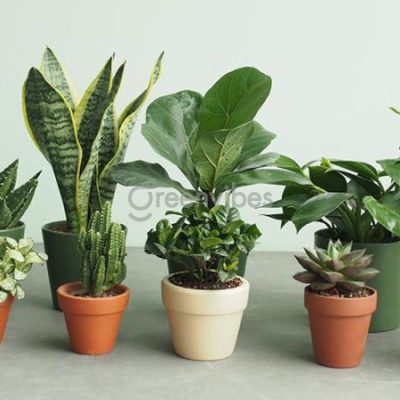 cay-de-ban-lam-viec-hop-menh-tho-400x400-1 Mệnh Thổ hợp cây gì? Top 10 cây để bàn làm việc hợp mệnh Thổ