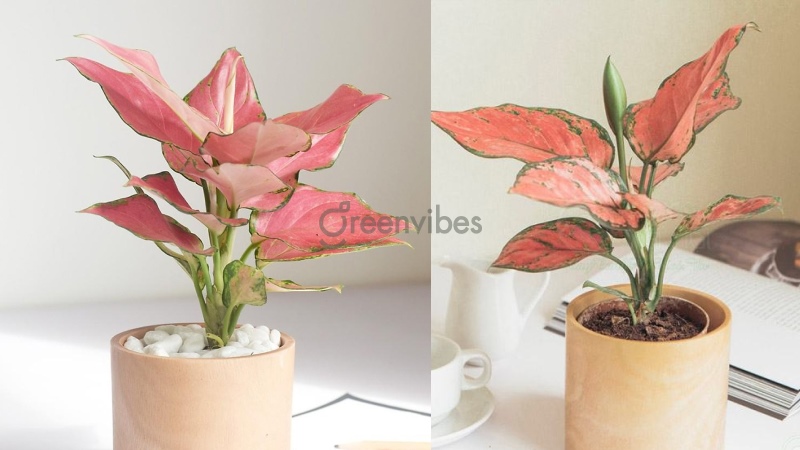 Cây vạn lộc đỏ, loại cây để bàn làm việc hợp mệnh Thổ 