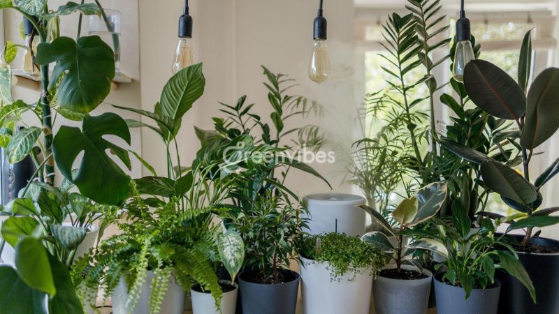 Người mệnh Thủy có nên trồng cây để bàn làm việc?