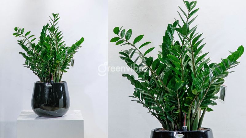 Cây kim tiền - Cây để bàn làm việc hợp mệnh Thủy