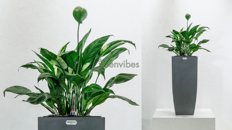 Cây lan ý - Cây để bàn hợp mệnh Thủy