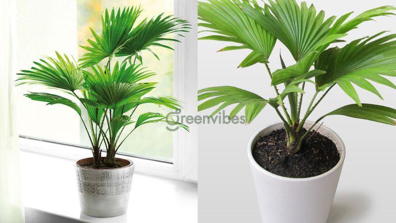 Cây cọ Nhật - Cây để bàn mệnh Thuỷ