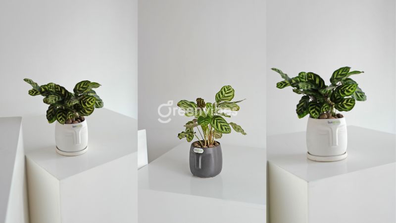 Cây đuôi công xanh hợp mệnh Thủy