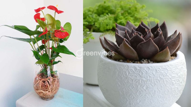 Cây cảnh để bàn nào không hợp mệnh Thủy?