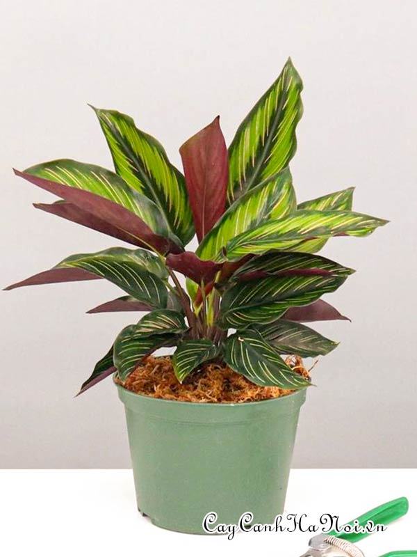 Cây đuôi công Calathea 'Beauty Star' đẹp