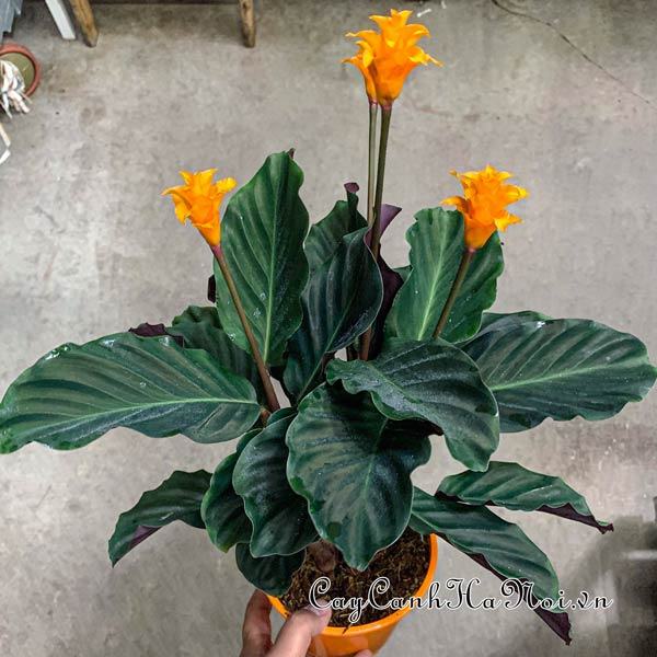 Cây đuôi công Calathea Crocata