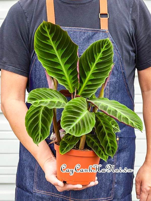 Cây đuôi công Calathea Warscewiczii