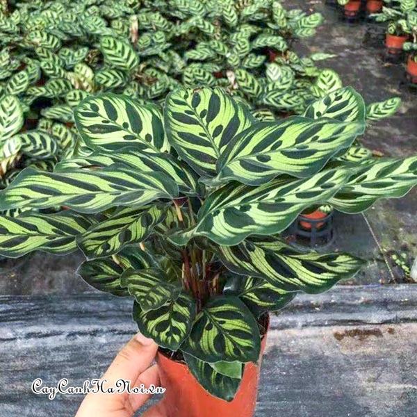 Cây đuôi công lá đốm Calathea Makoyana