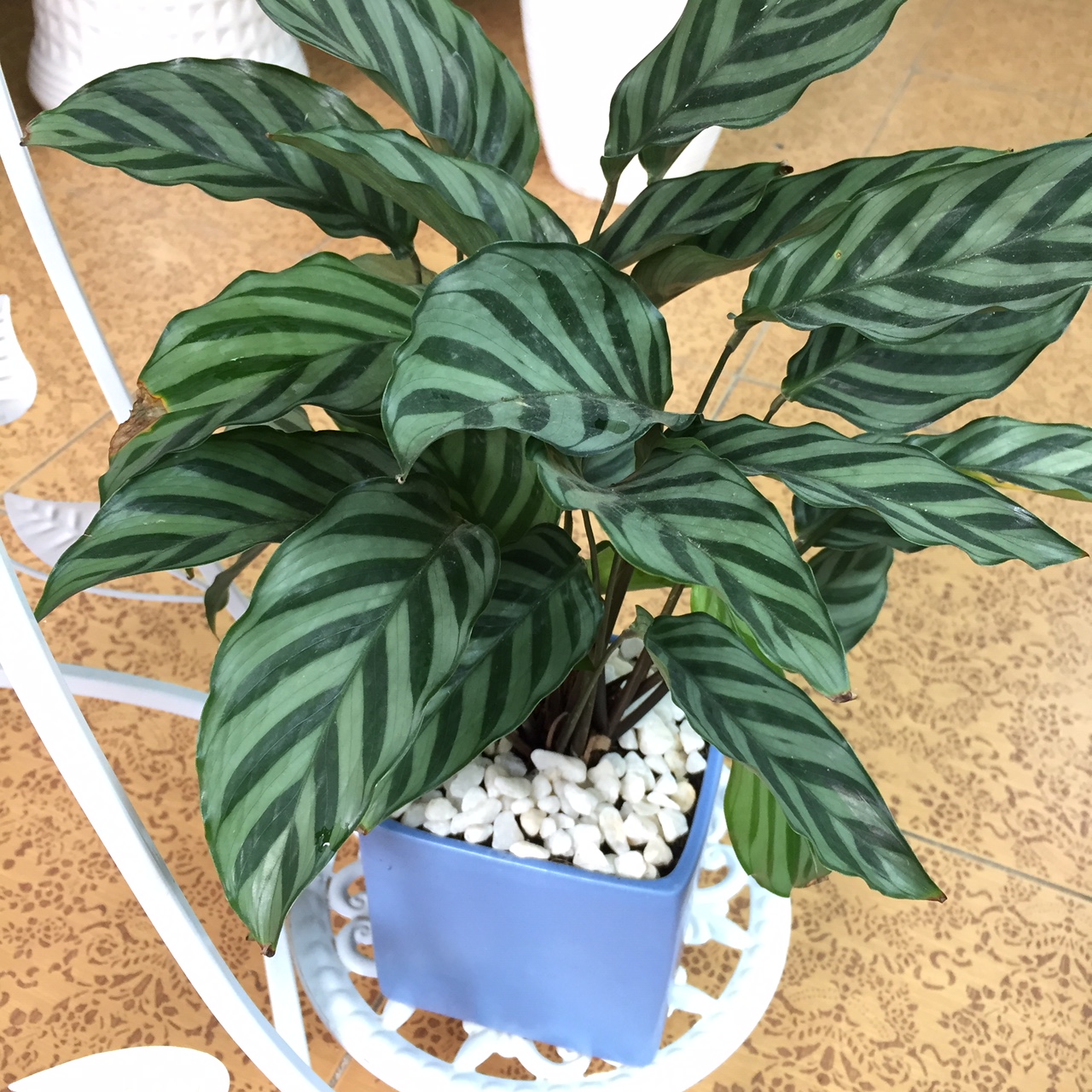 cay-duoi-cong-soc-xanh-hop-menh-thuy cay-duoi-cong-soc-xanh.JPG