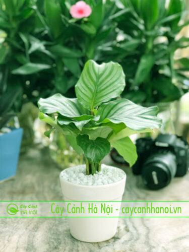 Cây đuôi công táo xanh hợp người sinh năm 1989