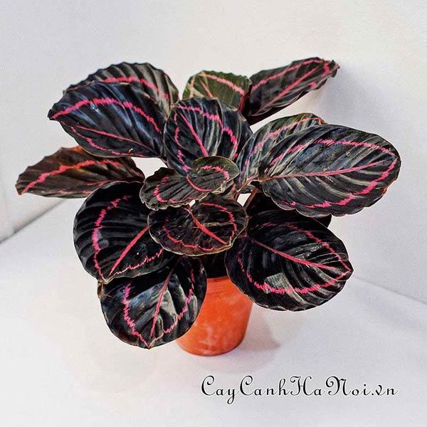 Cây đuôi công tím lá tròn Calathea roseopicta 'Dottie'