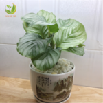 cay-duoi-cong-xanh-hop-menh-thuy cay-duoi-cong-xanh.png