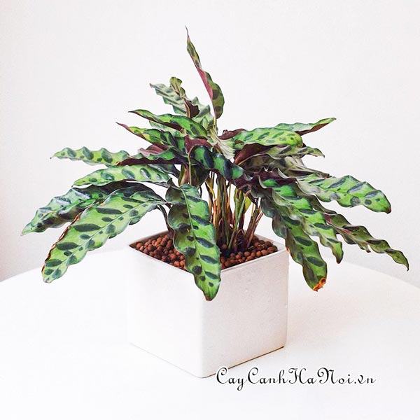 Cây đuôi phụng Calathea Lancifolia