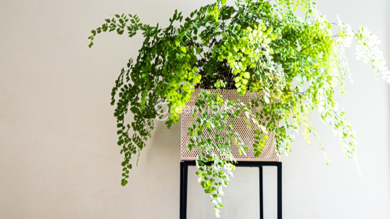 Dương xỉ tô điểm không gian sống thêm phần sinh động