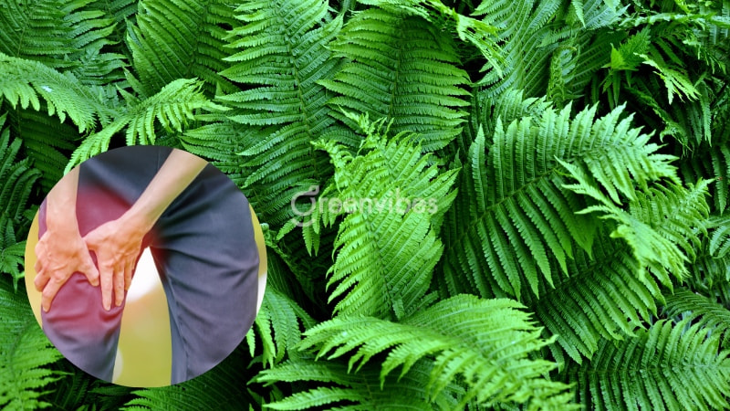 Dương xỉ là loài rau tốt cho xương và răng