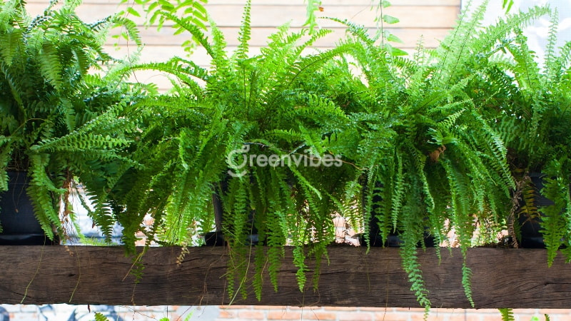 Cây dương xỉ có tác dụng gì trong phong thủy?