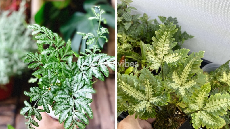 cay-duong-xi-gia-bao-nhieu-4 Cây dương xỉ cẩm thạch