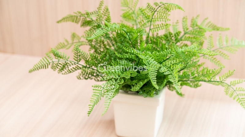 Cây dương xỉ giá bao nhiêu? Mua ở đâu chất lượng nhất?