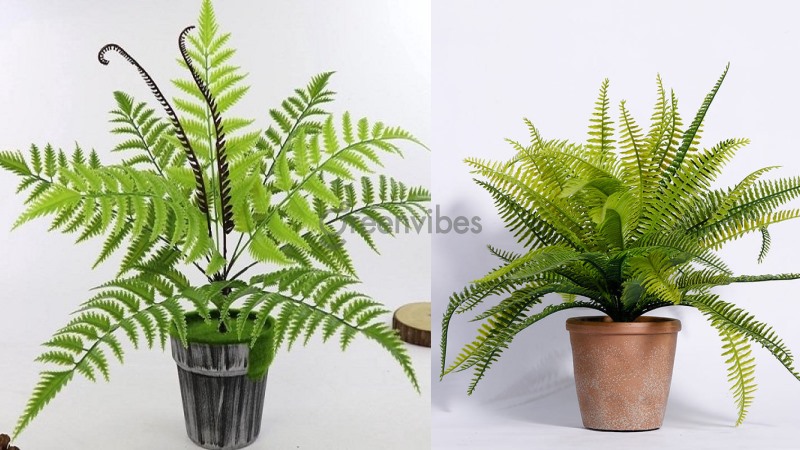 cay-duong-xi-hop-menh-gi-1 Cây dương xỉ hợp mệnh gì ngoài mệnh Hỏa và mệnh Mộc?