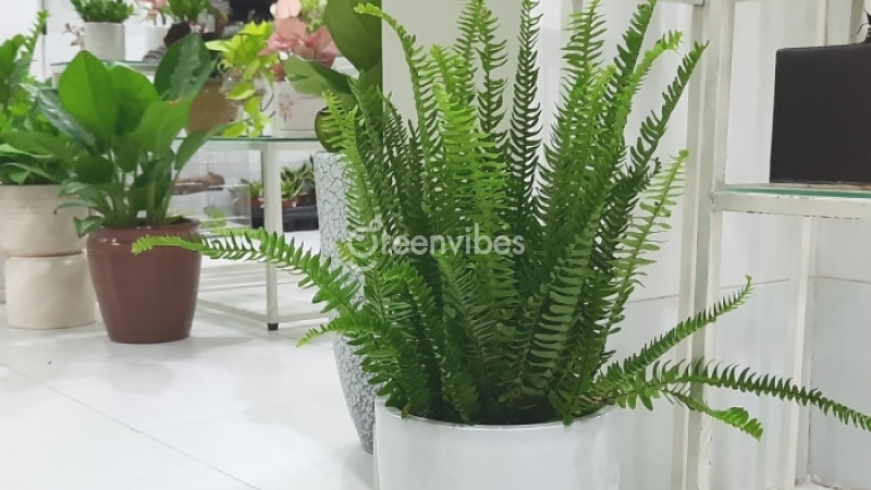 cay-duong-xi-hop-menh-gi-2 Cây dương xỉ hợp mệnh gì?Nên đặt ở đâu hợp phong thủy